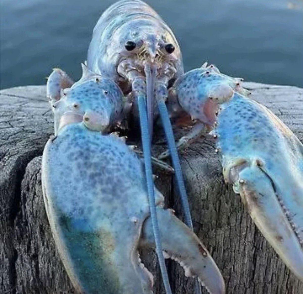 Bortolini★彡™🌌 tweet media