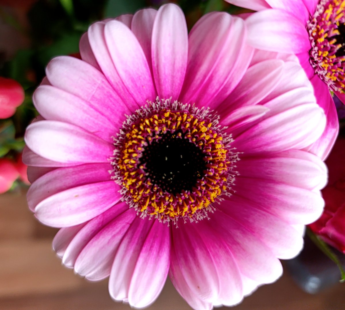 Funny-cat tweet media