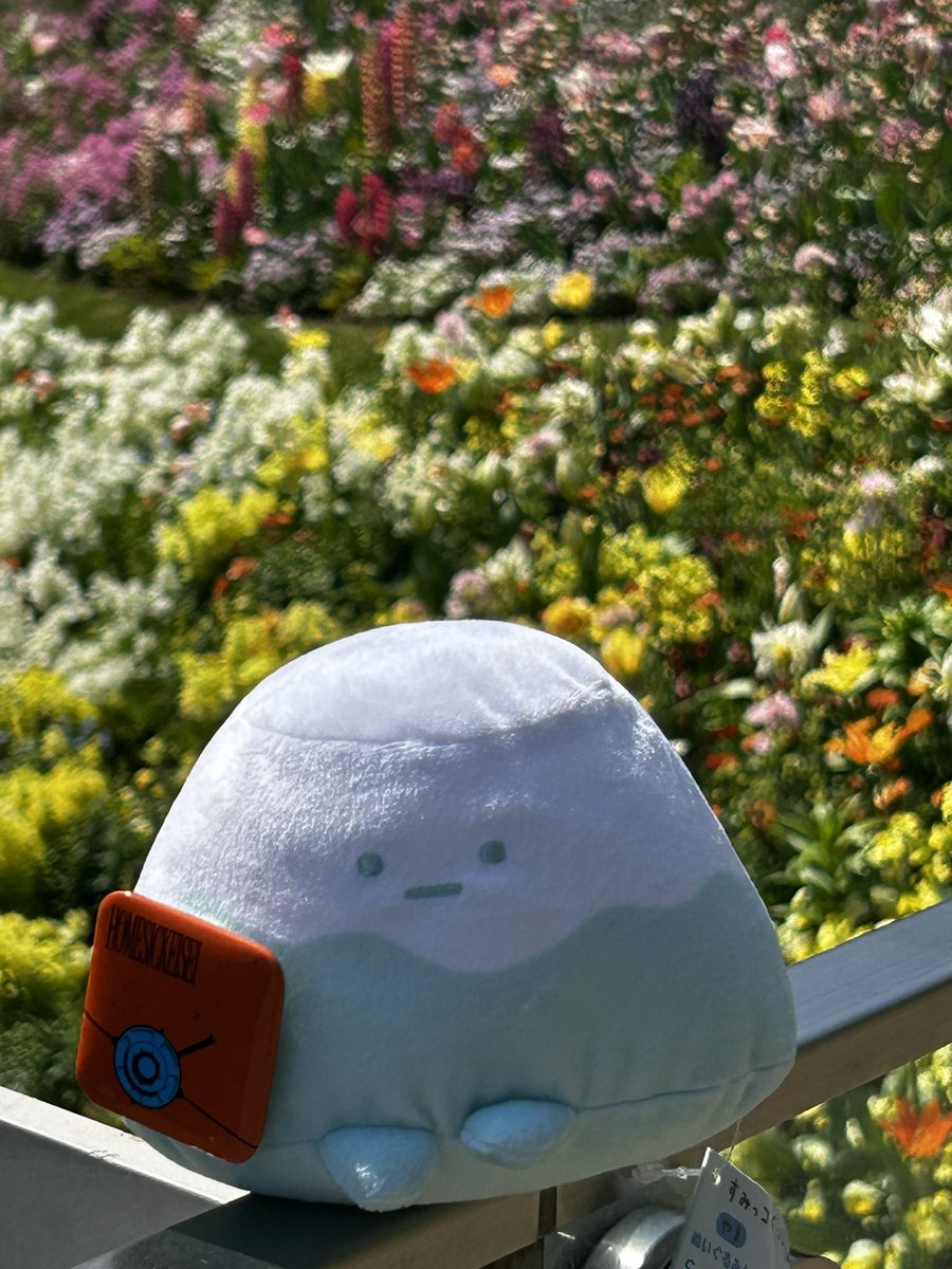 とまとけ🍅 tweet media