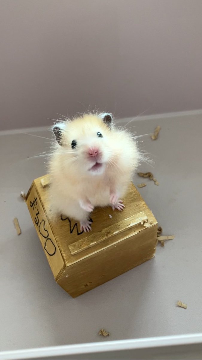 ごまちゃん tweet media