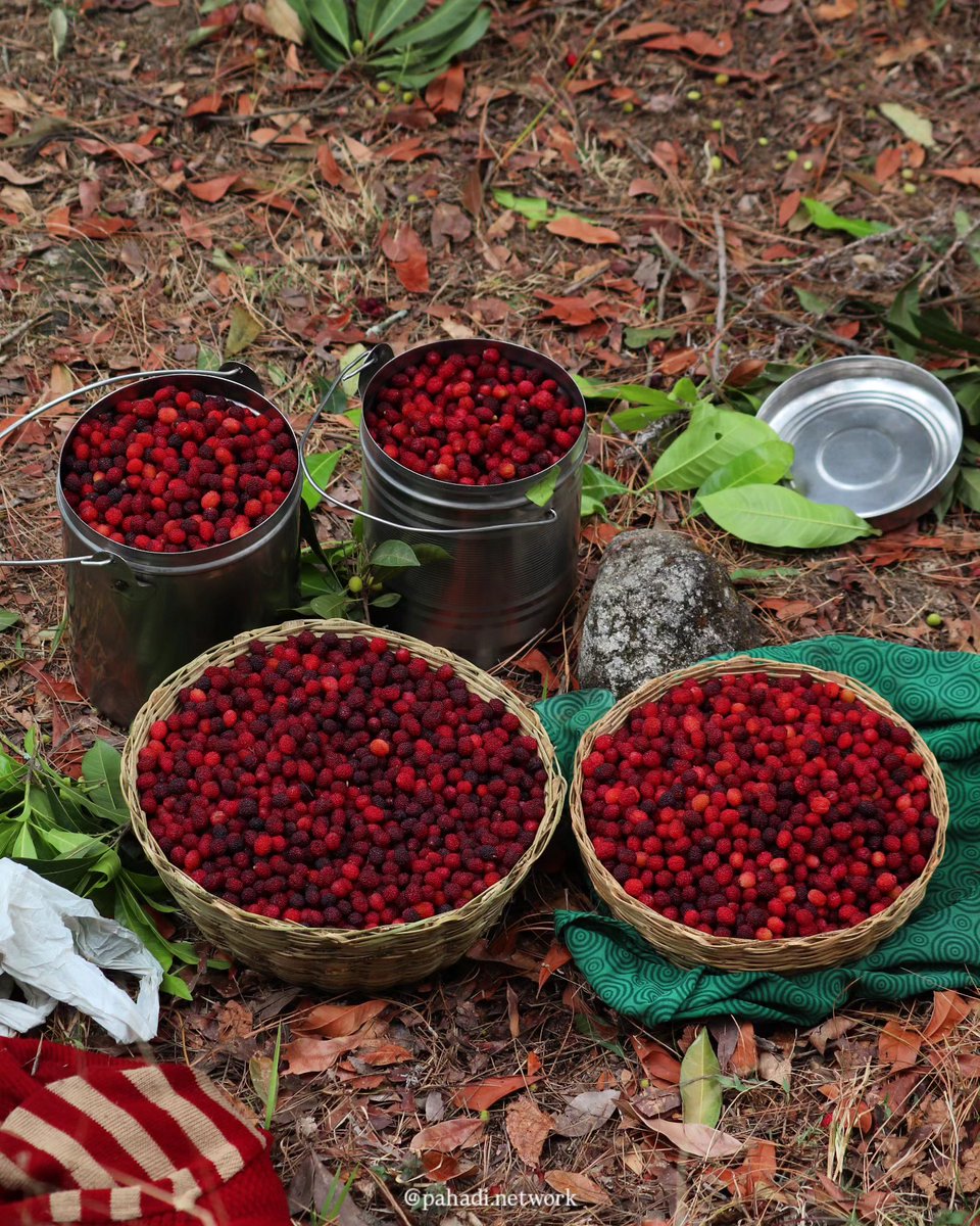 alokntyl's tweet image. ये कोई फल नहीं........
ये पहाड़ की यादें हैं, बचपन है, जंगल की खुशबू है ❤️

काफल/ किरमोड़ / हिसालू तोड़ते हुए जो खुशी मिलती है,
वो किसी कहीं नहीं मिल सकती......

अगर आपने ये खाया है,
तो आप सच में पहाड़ से जुड़े हो 🌿

#Uttarakhand #Pahadi #Nostalgia