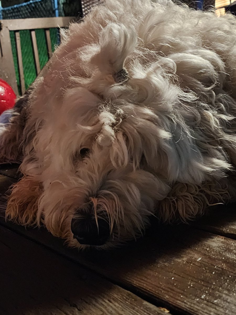 Kar22C**Hunter(GSD)**Farley(OES)***AngelDiezel*** tweet media