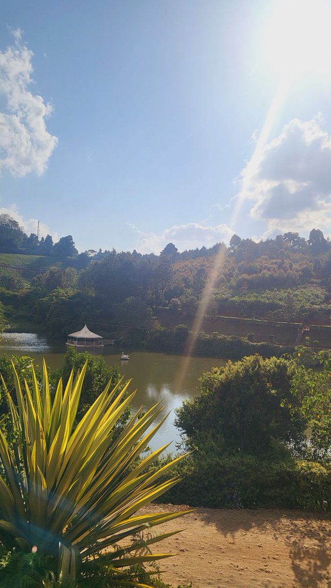 arrryyyy 🐐 tweet media