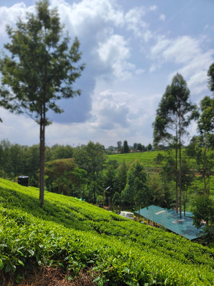 arrryyyy 🐐 tweet media