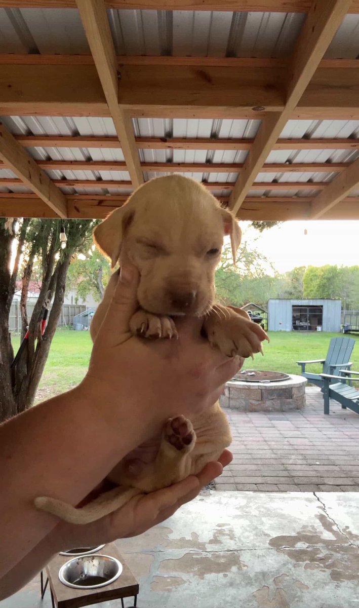 zoro’s belly warmer tweet media