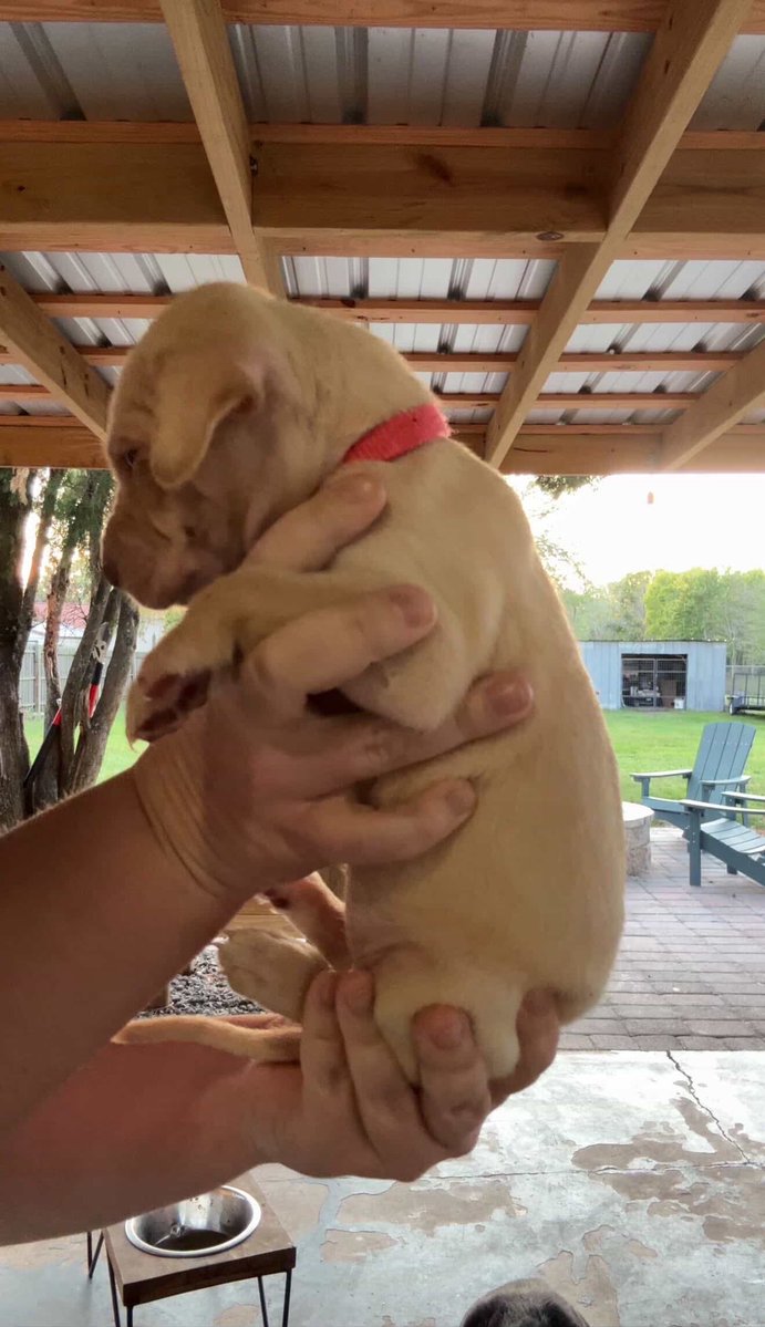 zoro’s belly warmer tweet media