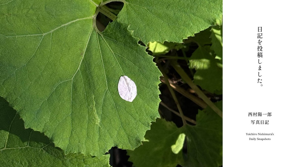 ■ 西村陽一郎 写真日記
■ Yoichiro Nishimura's Daily Snapshots
----------------
Week 54
▼ Full Stories
minnanogallery.com/yoichiro-nishi…

<a href="/yoichiro246/">西村陽一郎</a>
#西村陽一郎写真日記