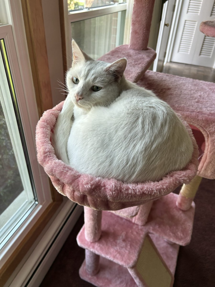 casper & gimli !! tweet media