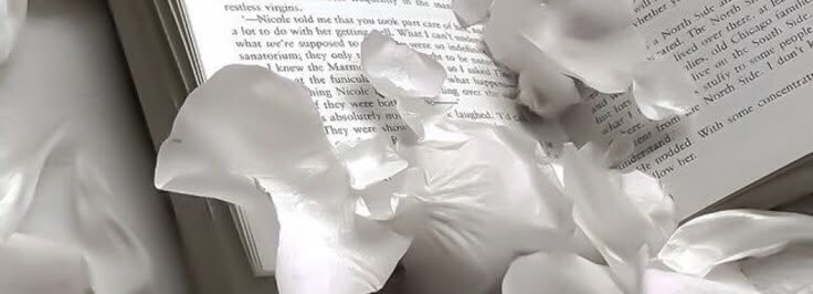 🦋 tweet media