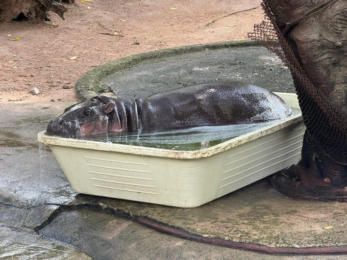 Fan Page | Moo Deng tweet media