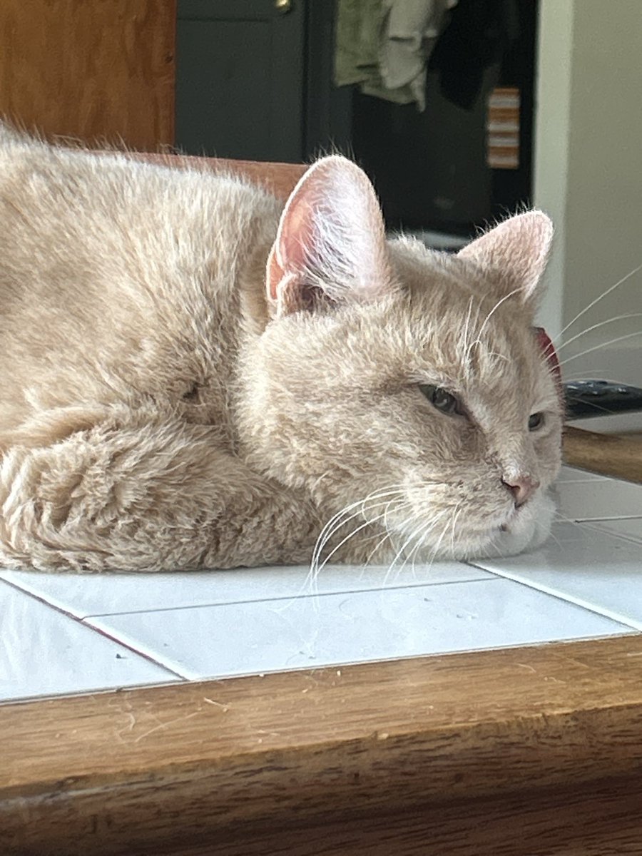 casper & gimli !! tweet media