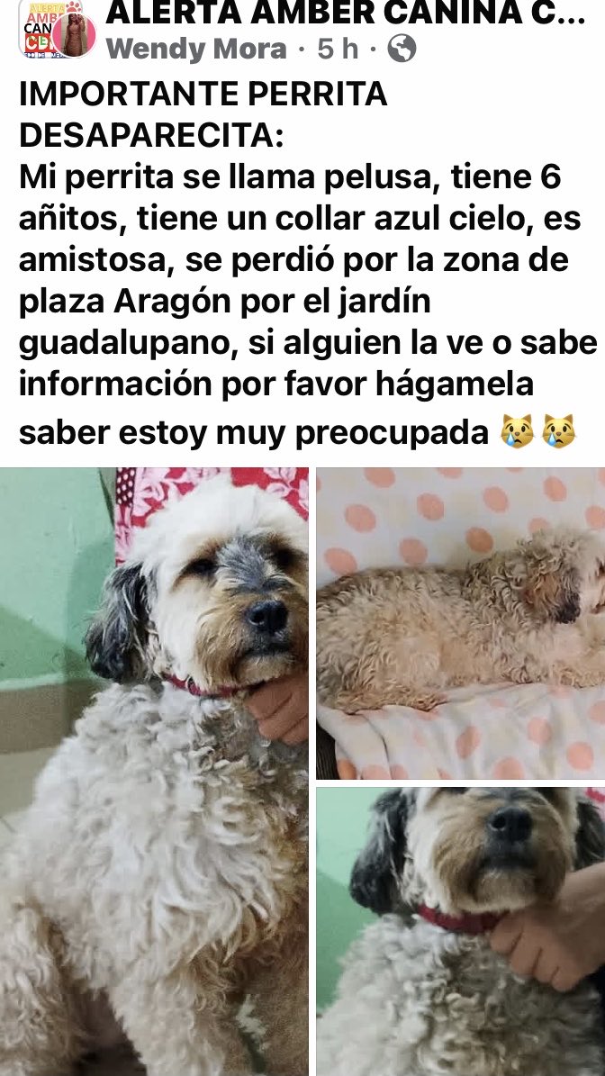 Dra Alejandra tweet media