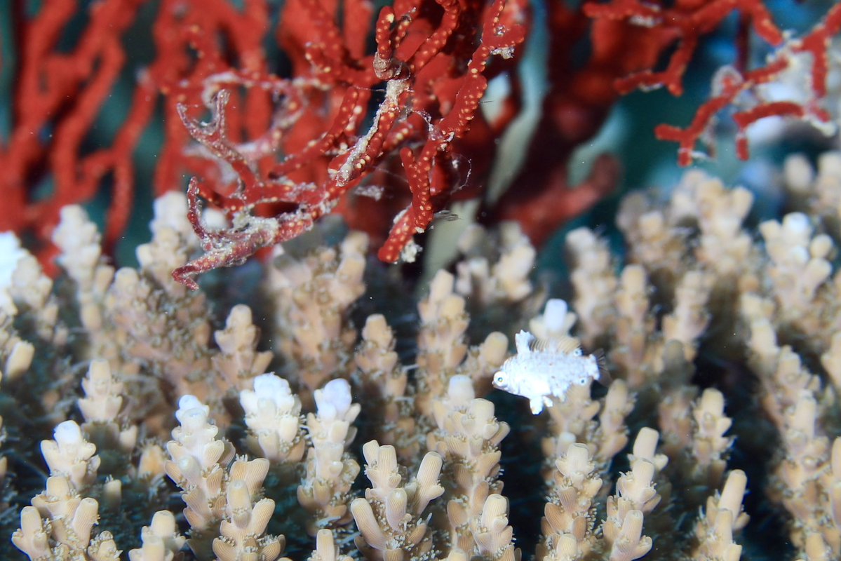 はなゆい tweet media