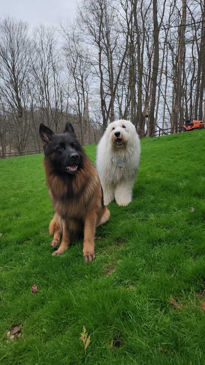 Kar22C**Hunter(GSD)**Farley(OES)***AngelDiezel*** tweet media