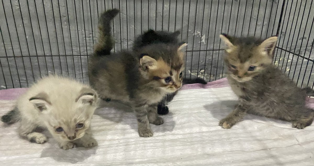 secretzxwv's tweet photo. Open adopt Free ya no mahar, yg penting tanggung jawab dan sayang sama kucing.
Mixdom, yg mau bisa dm yaa, lokasi Depok Jakarta sekitarnya
@kochengfess2
#openadoptkucing #adoptkucingdepok https://t.co/Wp4b1nEJLG