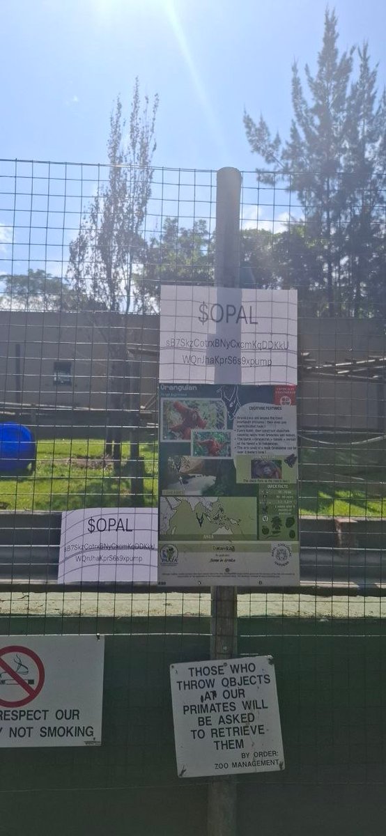 Opal Orangutan tweet media