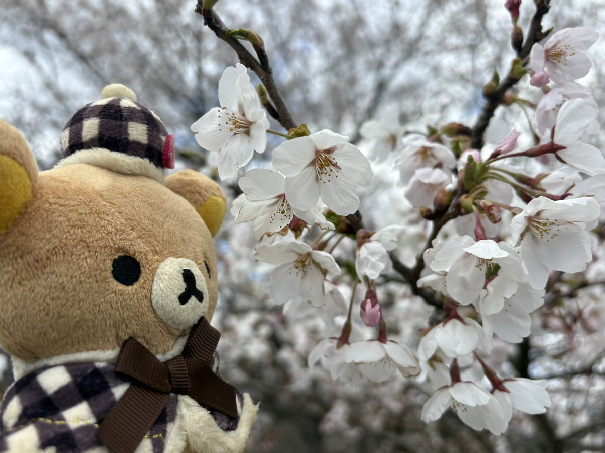 SkyDynamis's tweet photo. リラックマさんとお出かけ🌸🚗🐻 https://t.co/Sz9y1POMQ6