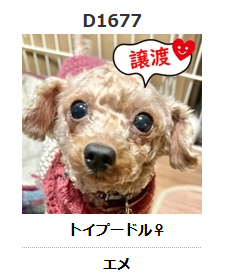 保健所の成犬・猫の譲渡を推進する会🐾 tweet media