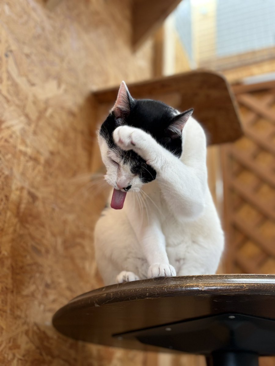 『おうちにおいで』 tweet media