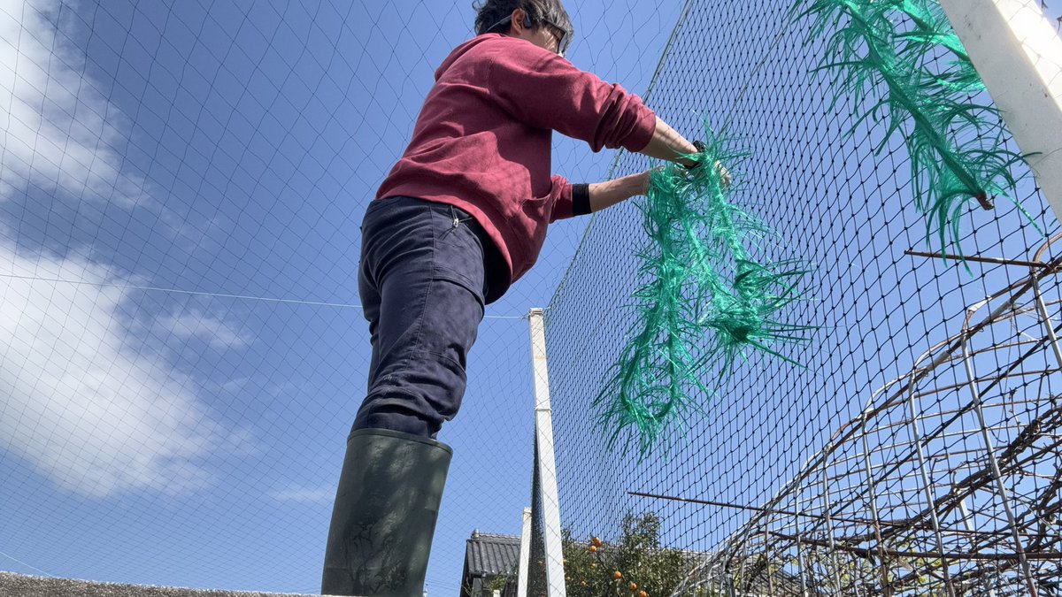 fukamiyougyo_yu's tweet image. 金魚養殖の日々！
産卵で使ったきんらんを干してます。
シーズン真っ盛り🤩
#goldfish #japan #yatomi