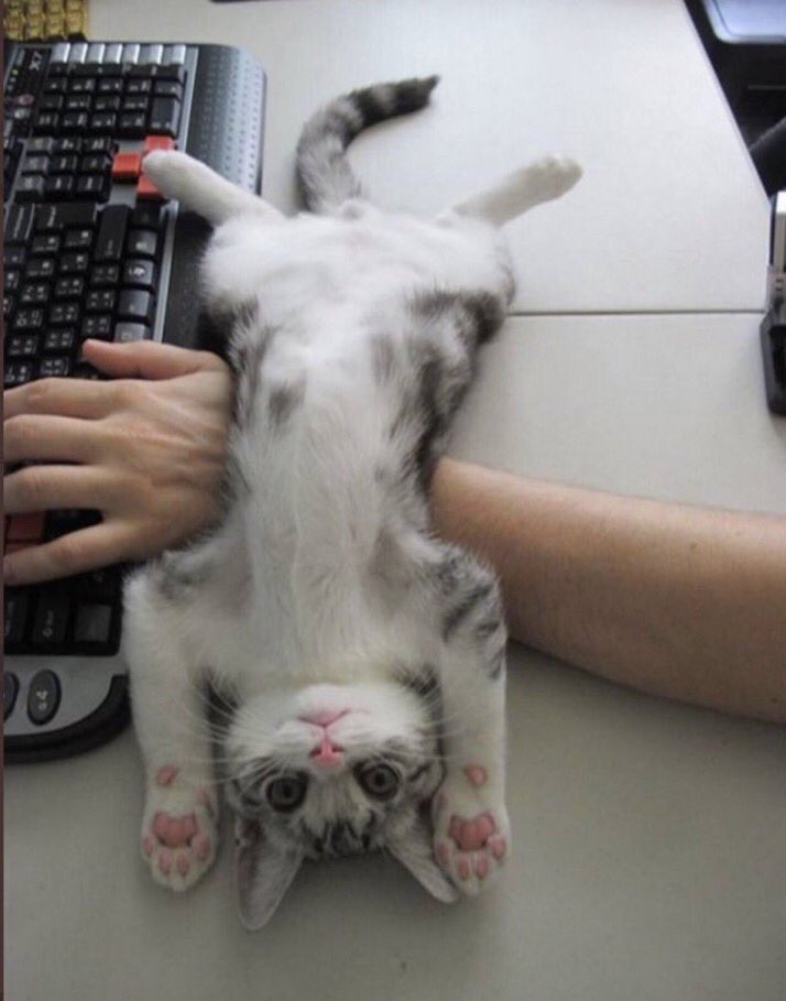 猫しか勝たん tweet media