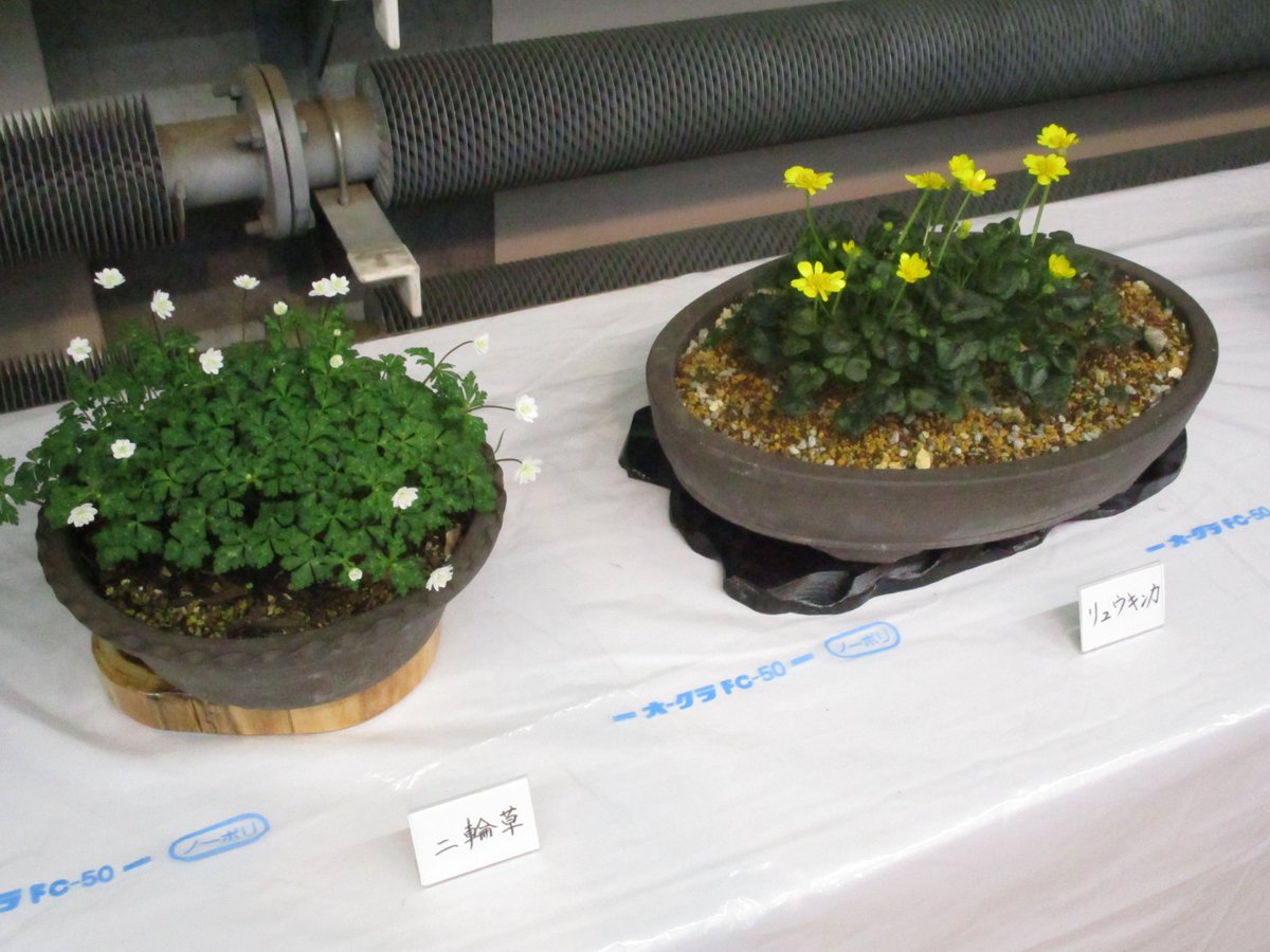 4月11日（土）～12日（日）遊学舎 多目的工房にて、『山野草と野生らん展』を開催しています。（主催：山野草と秋田野生らんの会） 春の息吹を感じる繊細な美しさを、ぜひ会場でご覧ください✿　【時間9:30～16:00/入場無料】