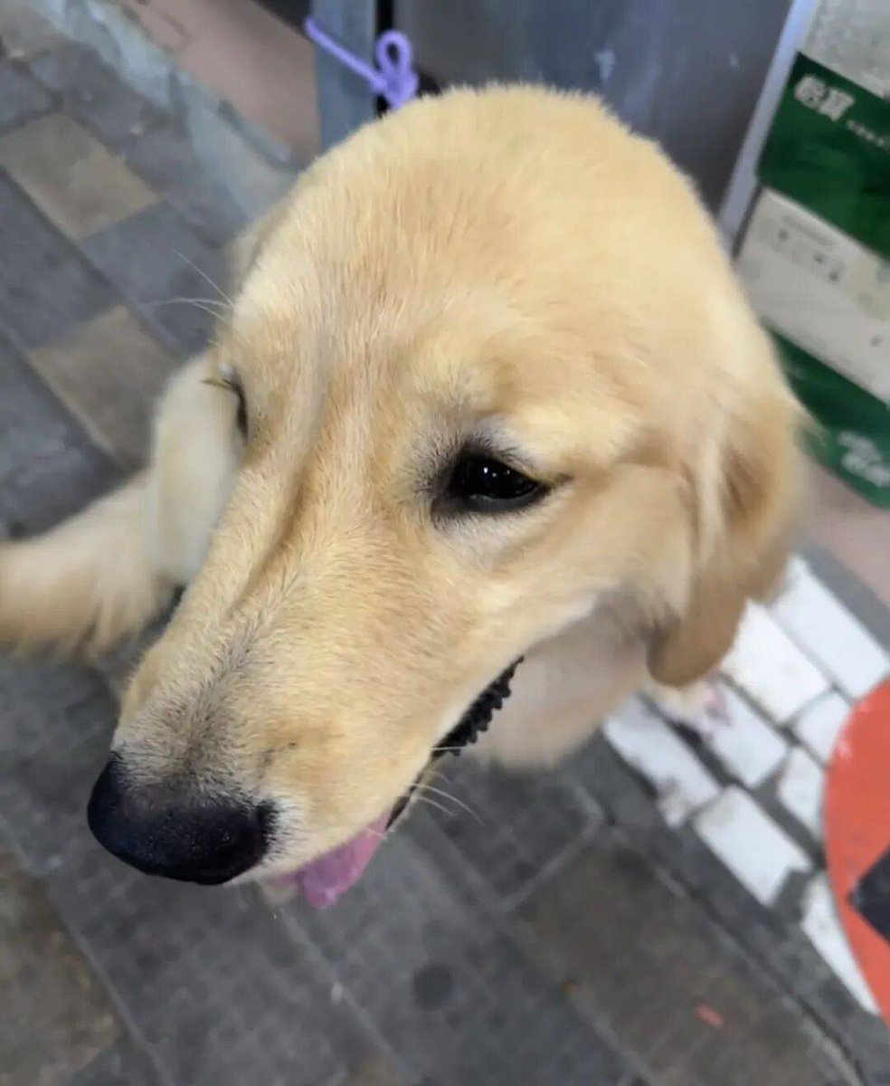superNeggY's tweet photo. "A wagging tail u003e any bad day.  Your pet’s love is the tiny, warm hug your soul needs today." https://t.co/LiOf2eUI94