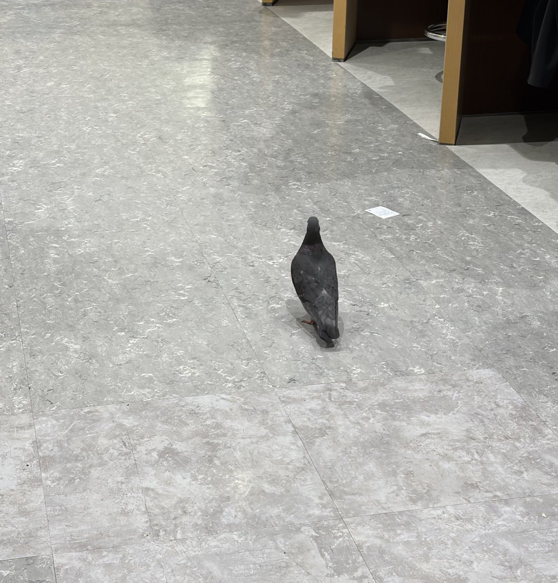 💜 クソガキポキ二かせきちゃん 🩷 tweet media