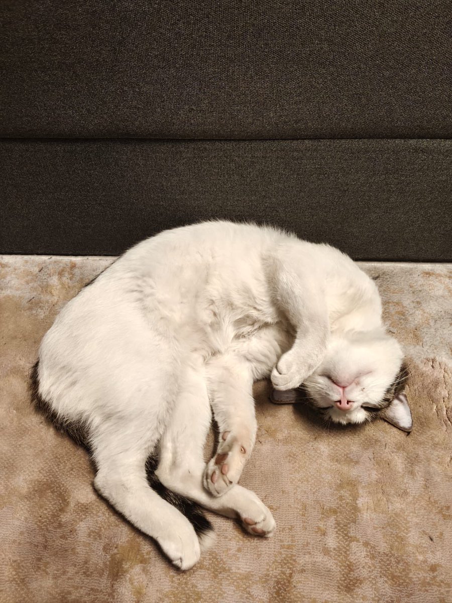 Singapore in India tweet media