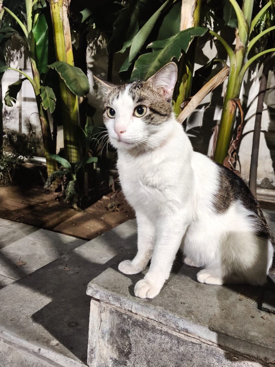 Singapore in India tweet media