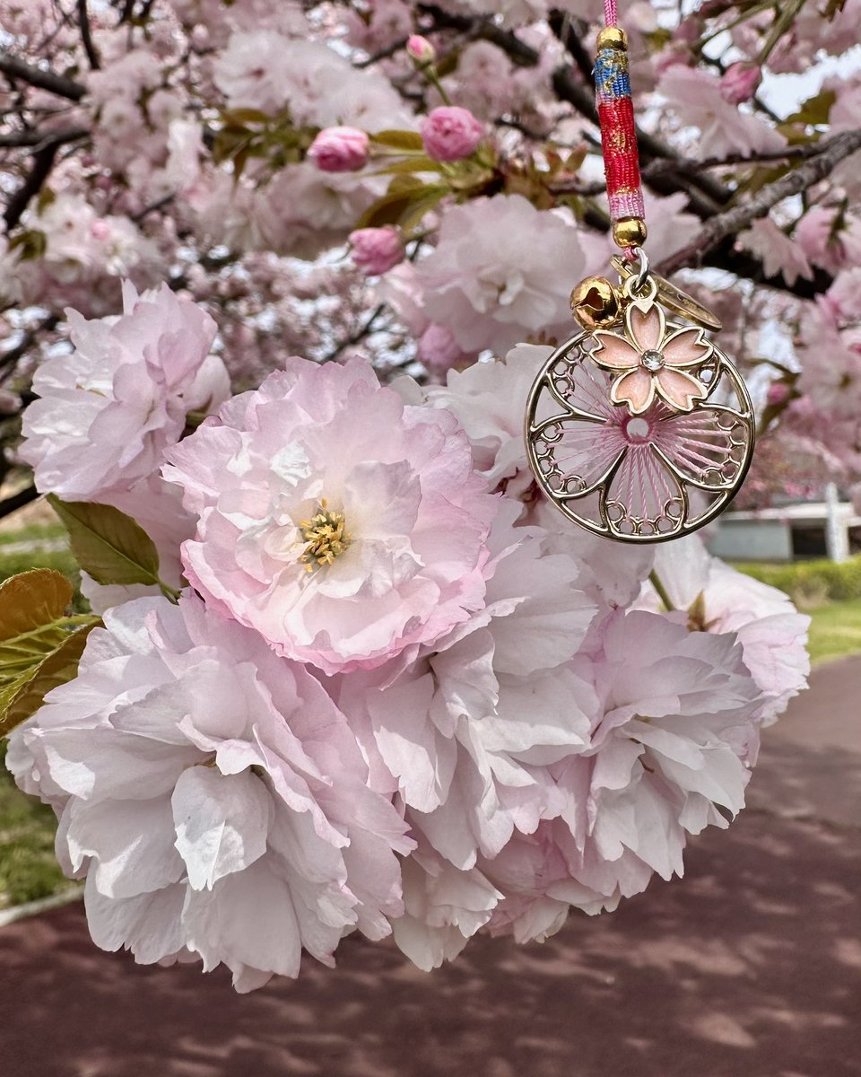 頒布中の桜守は、ご好評につき
在庫が残りわずかとなりました。

神社から車で約5分の「幸福の小径」では、
これから八重桜が見頃を迎えます🌸

残りわずかな桜の時期を
お楽しみください✨

#武田八幡宮　#桜守　#桜