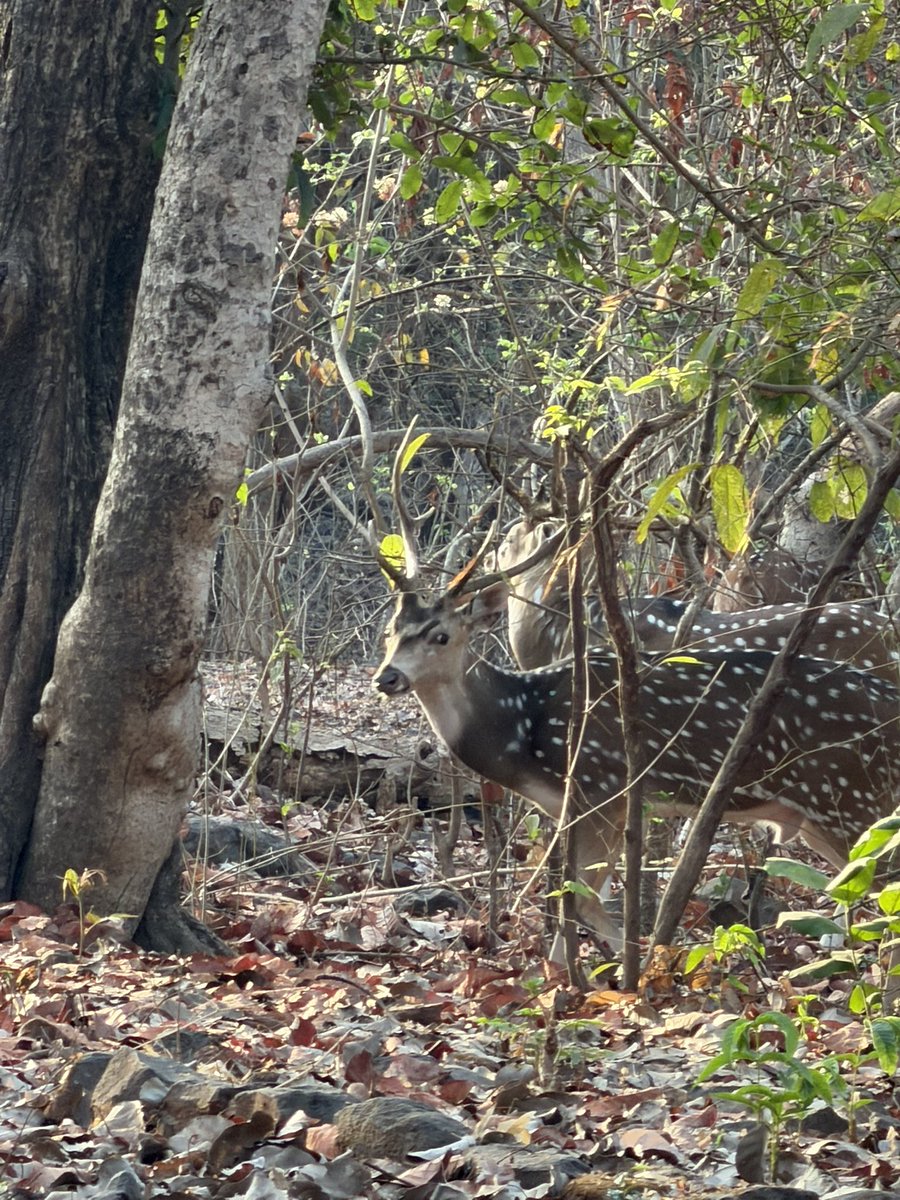 Ajay Lulia tweet media