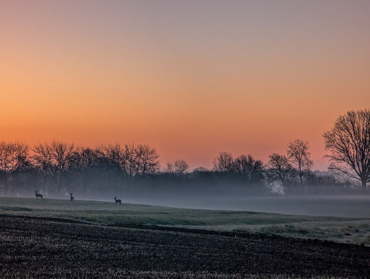 Sternenlöwin tweet media