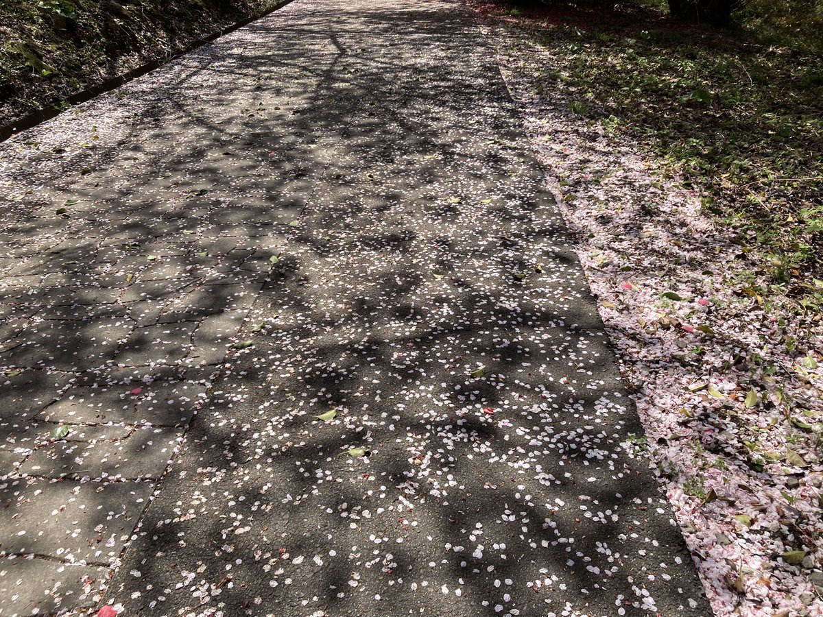 ぷりん tweet media