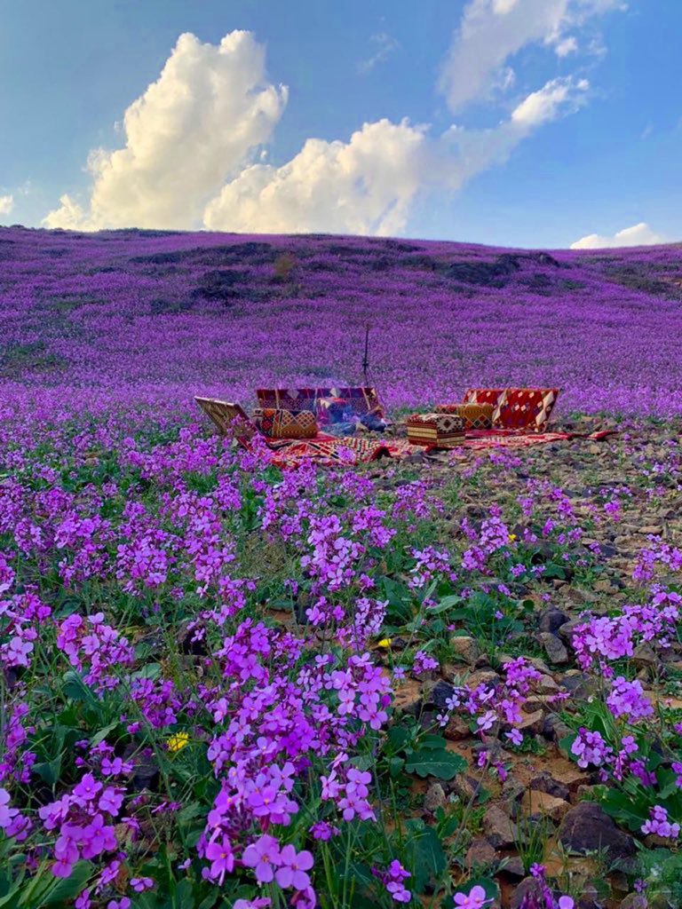 A . Al mohayaa tweet media