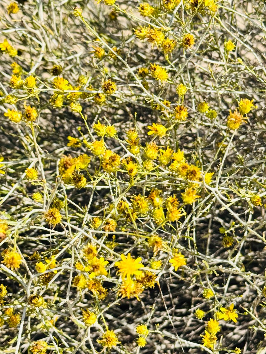 Saudi Magazine tweet media