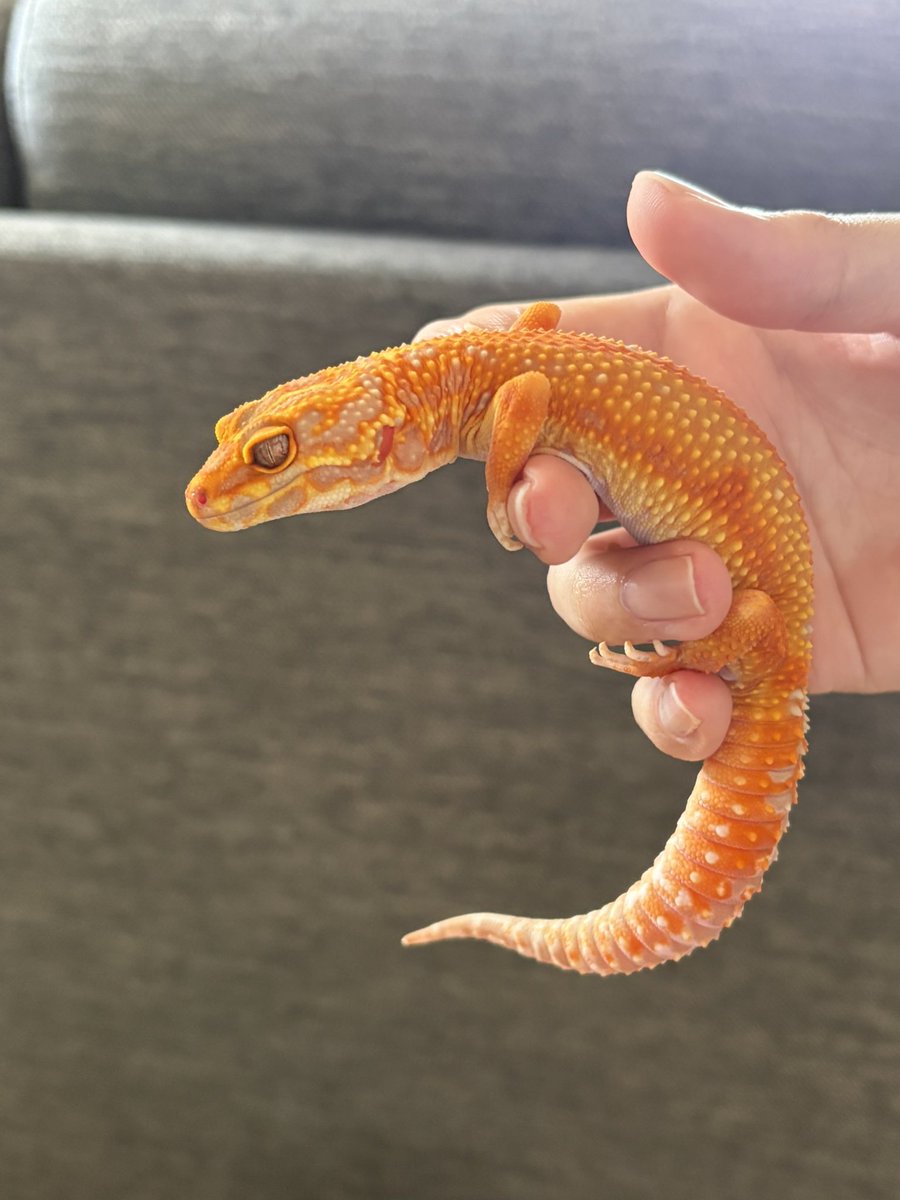 そられぷ tweet media