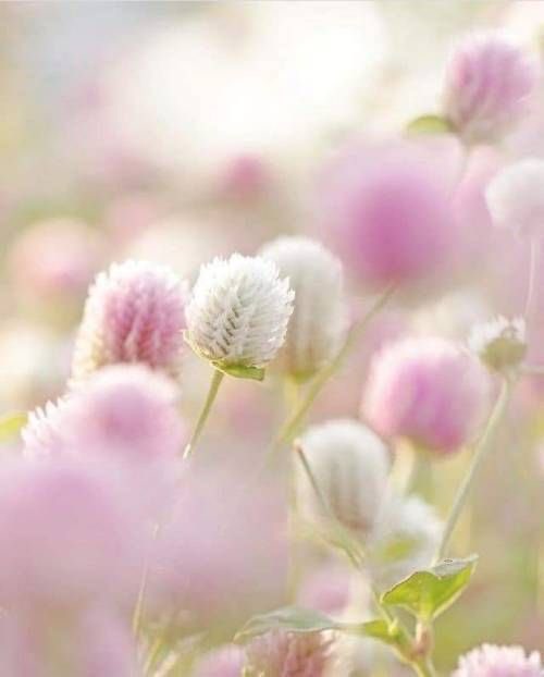 Rosy ✿.•*¨*❥ ¸¸.•° ꕤ tweet media