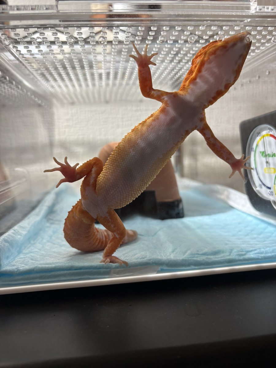 そられぷ tweet media