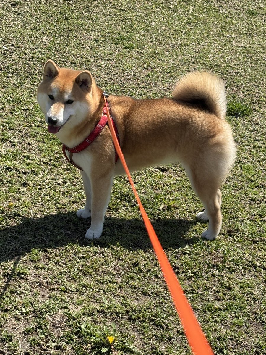 りんたろう🍏 tweet media