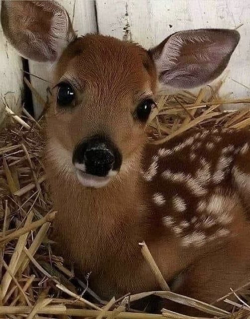 𓏲ּ𝄢 tweet media