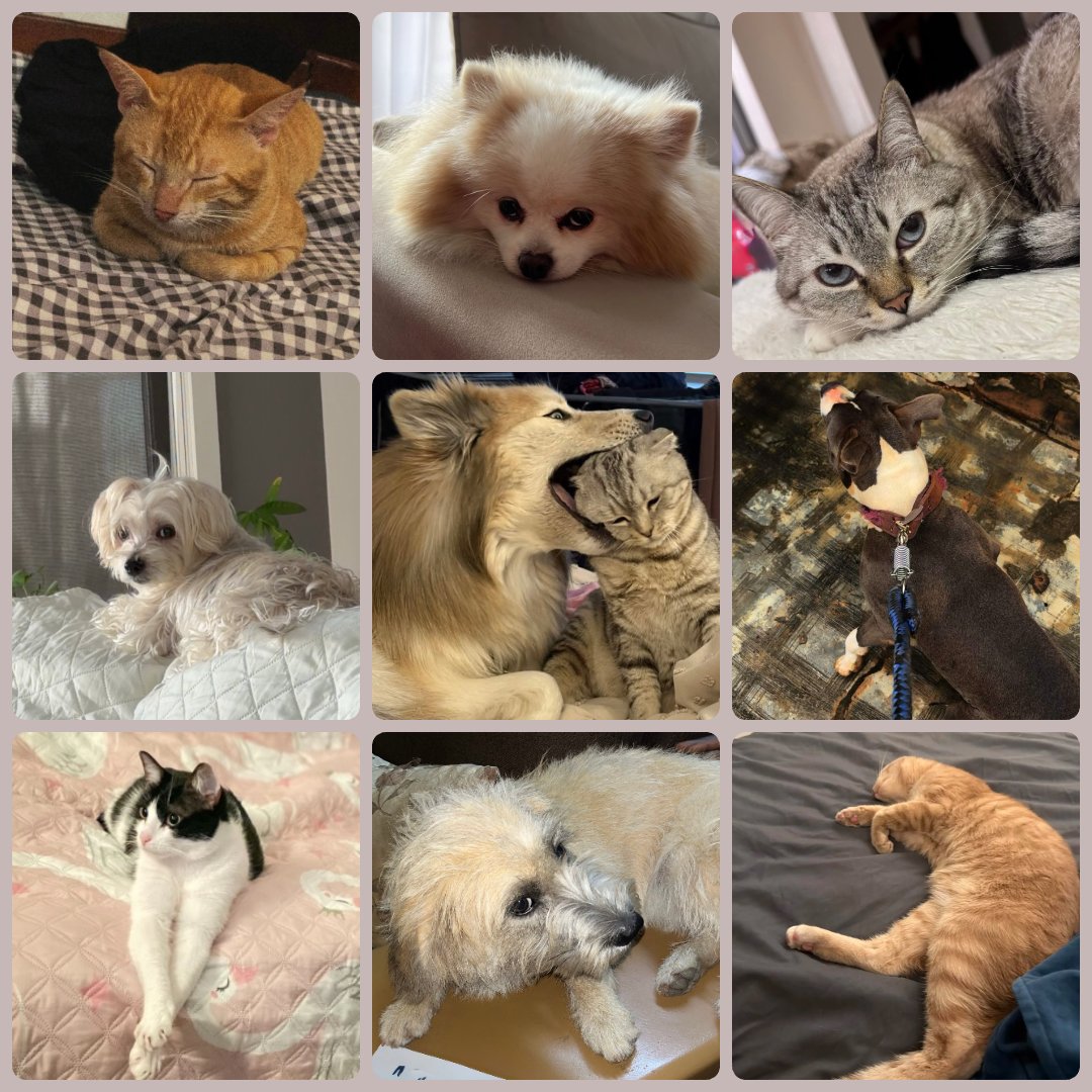 pixonme_'s tweet image. Gmeow 💜

Apparently, pets and their owners start to look alike…

The Catdogtivity team is here!

Any guesses who’s paired with whom?

𝘑𝘢𝘴𝘪𝘤𝘩, 𝘞𝘪𝘥𝘰𝘸, 𝘚𝘭𝘶𝘵𝘵𝘺, 𝘏𝘢𝘭𝘦𝘦𝘮𝘢𝘩, 𝘉𝘶𝘯𝘯𝘺, 𝘙𝘢𝘷𝘦𝘯, 𝘈𝘥𝘳𝘪𝘢𝘯𝘢, 𝘗𝘪𝘹