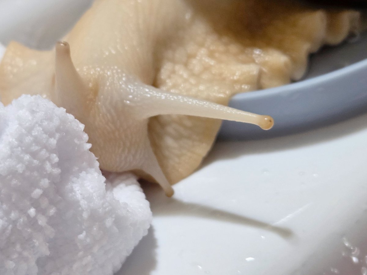 테풀잎 tweet media