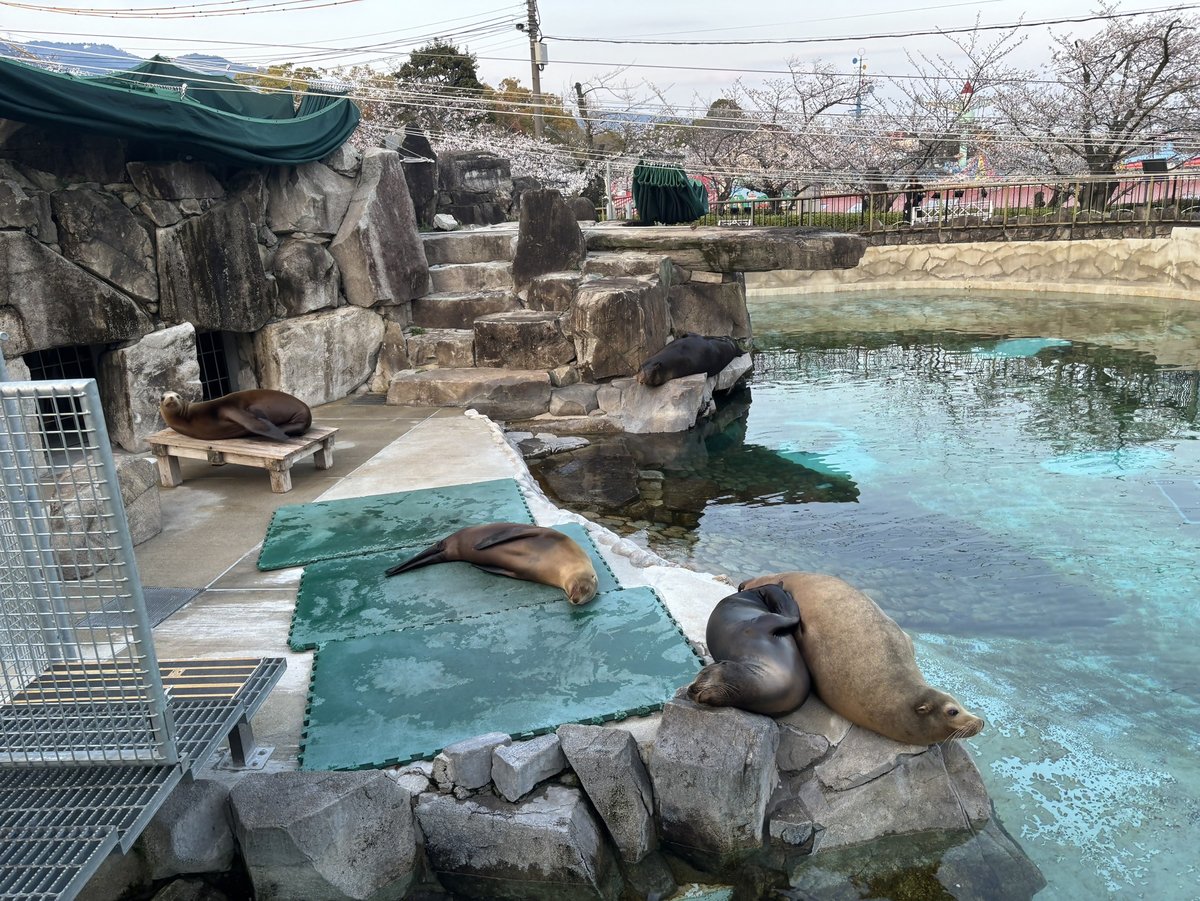 神戸市立王子動物園（公式） tweet media