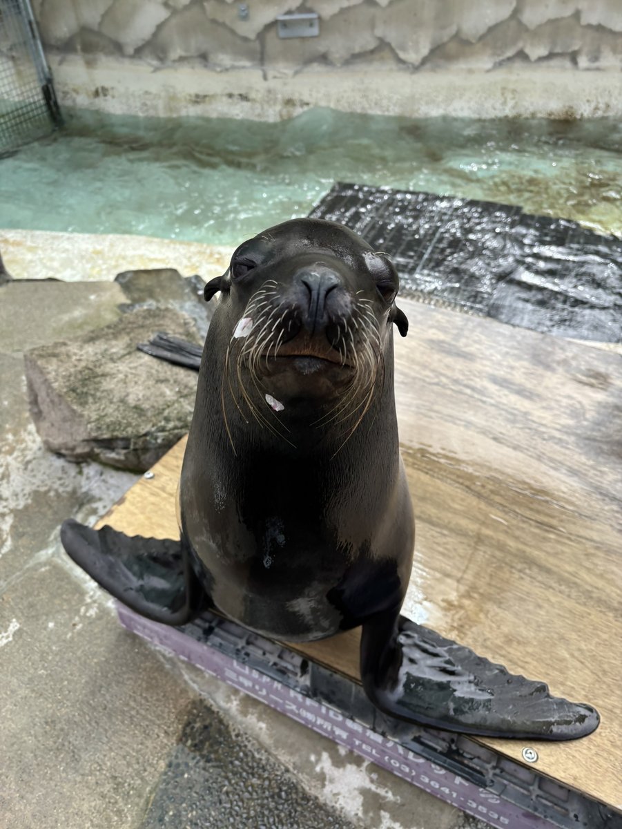 神戸市立王子動物園（公式） tweet media
