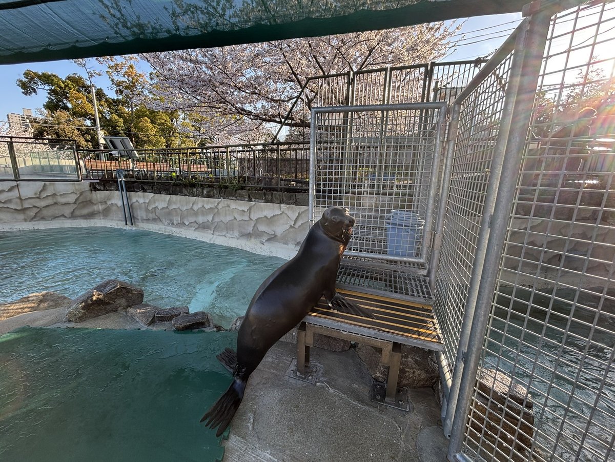 神戸市立王子動物園（公式） tweet media