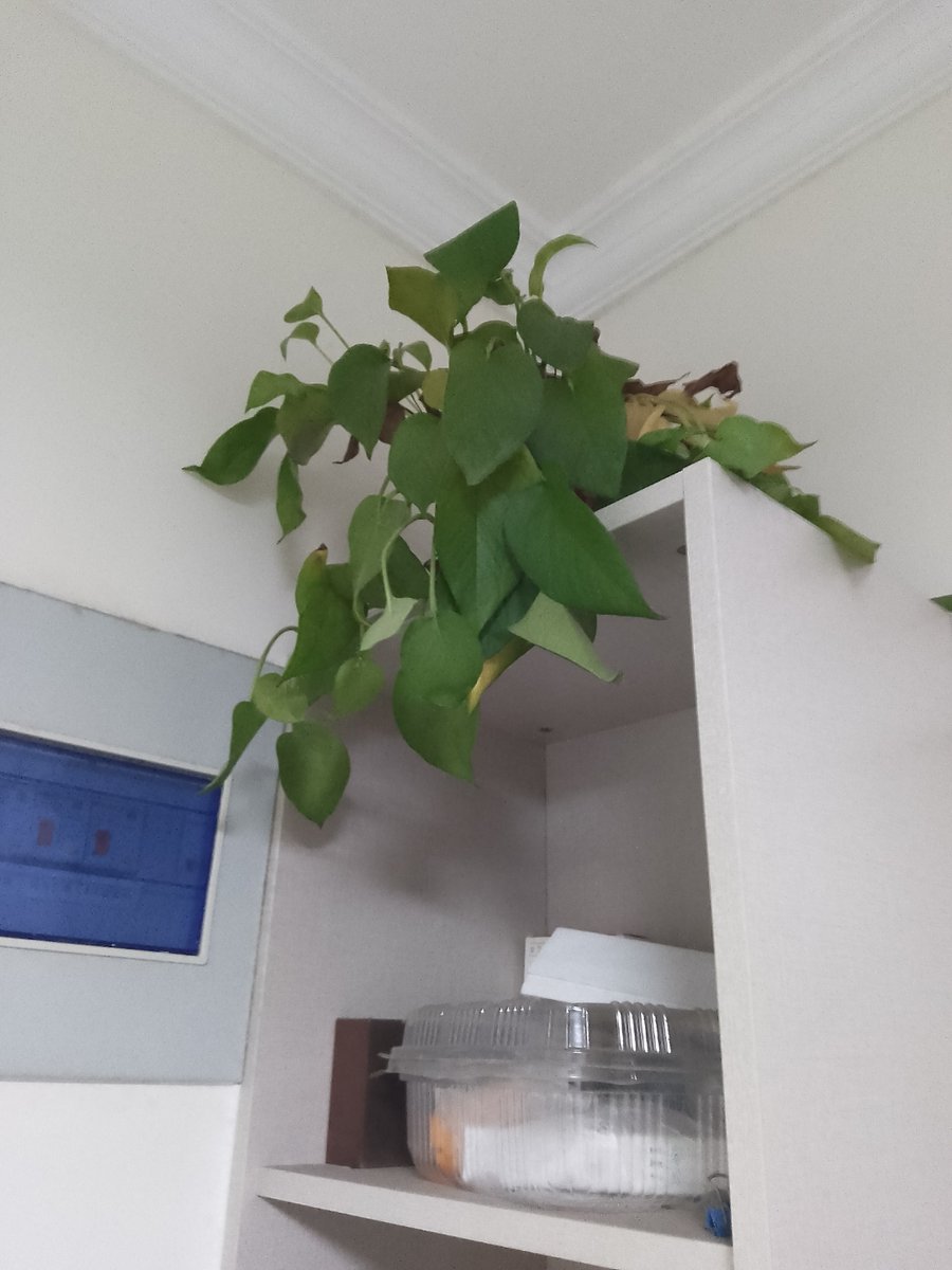 sujo007's tweet photo. 3 Quick Tips for Thriving Pothos!  1. Bright indirect light (no direct sun!)  2. Water when top 2 inches of soil is dry  3. Trim yellow leaves for new growth  Tag a plant parent who needs this! https://t.co/S2vYhs6rY3