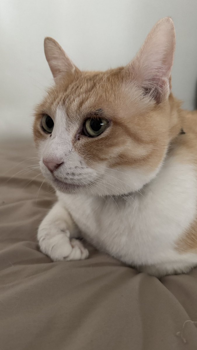 《あつし》@猫と暮らしています tweet media