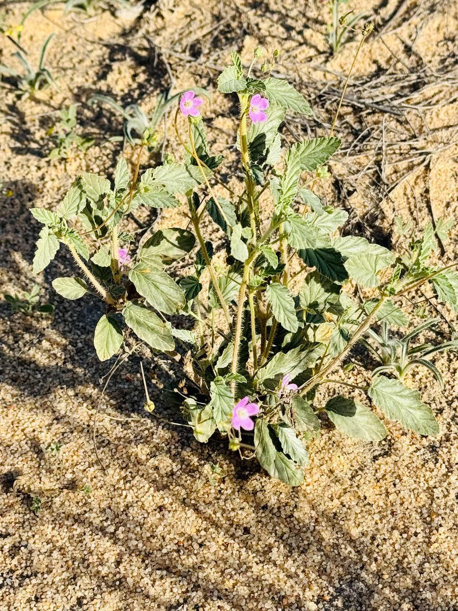 Saudi Magazine tweet media