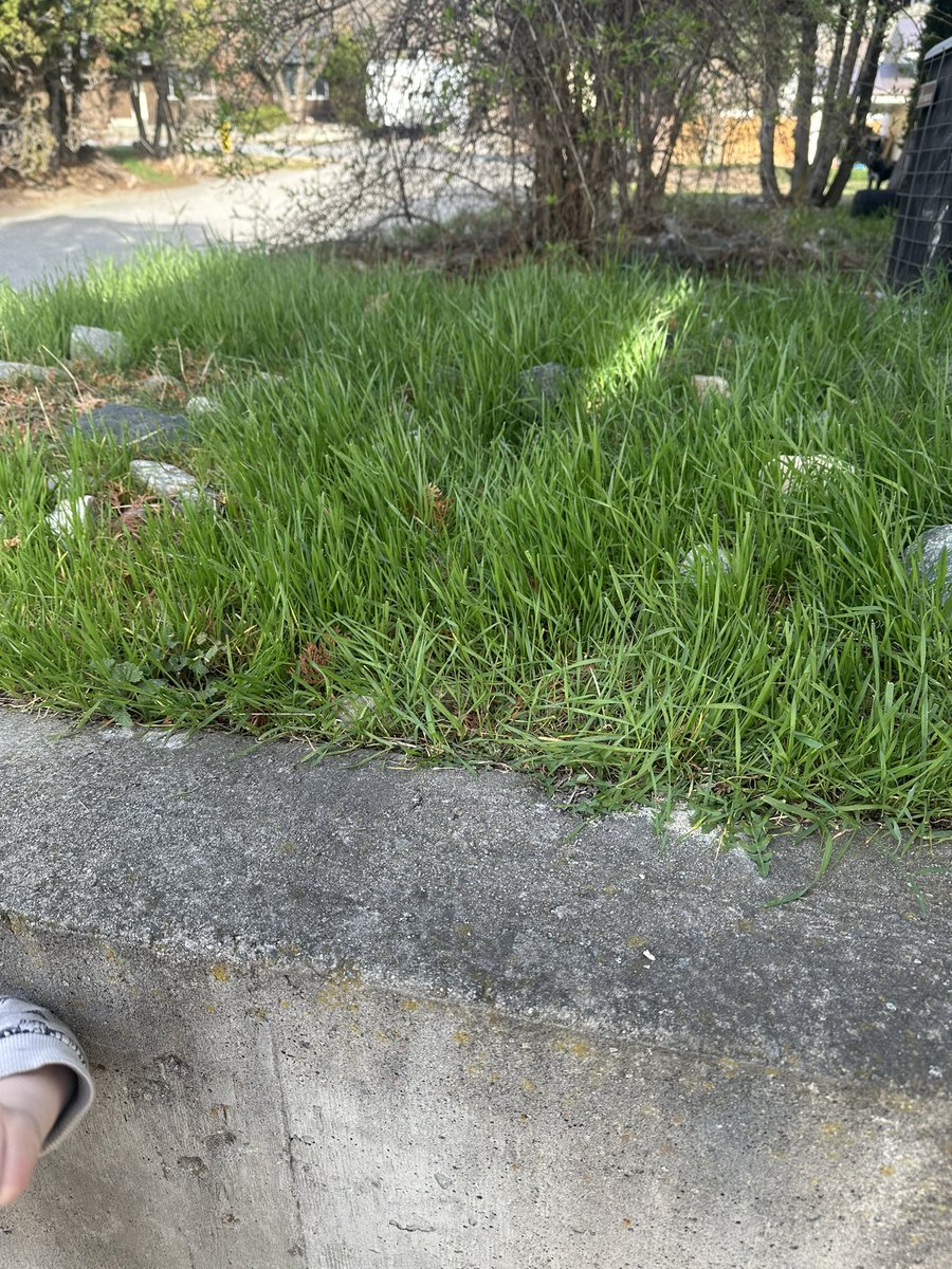 Levon Willson tweet media